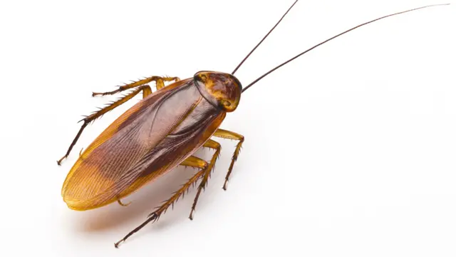 Pest Control Singapore Cockroach