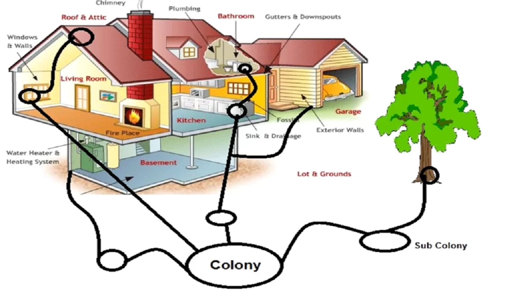 Colony Pest Control Home