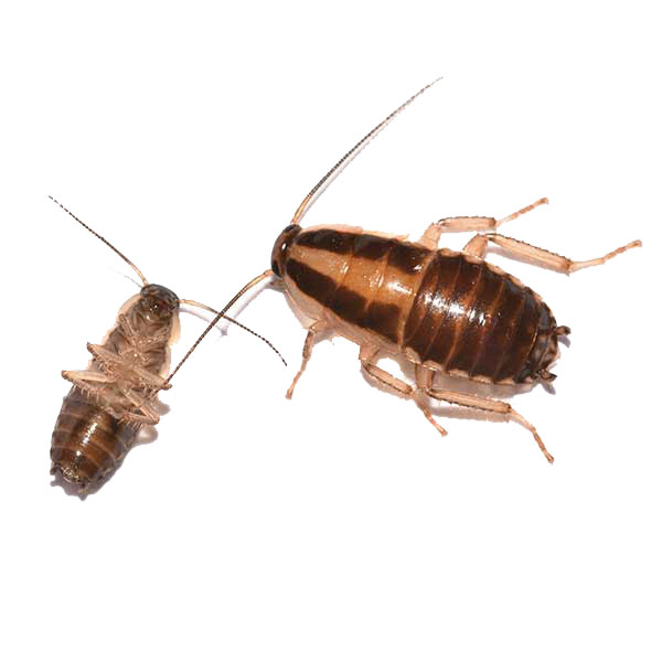 Cockroach Control