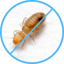 Booklice Pest Control