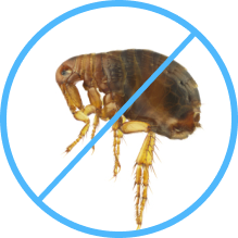 Pulex Pest Control