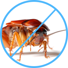 Pest Control Bed Bugs