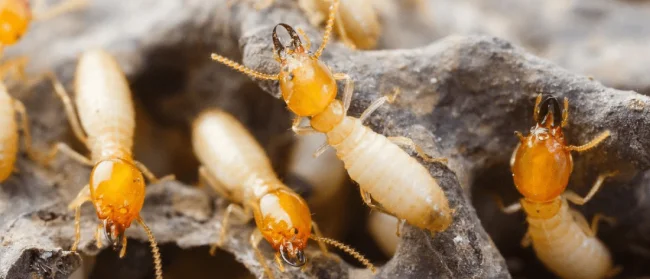 Pest Control Singapore Termites