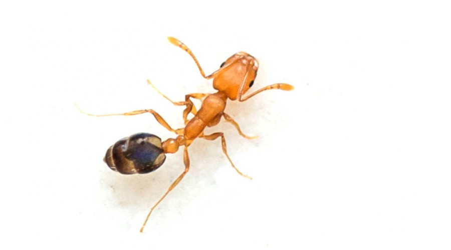 Ants Pest Control Singapore