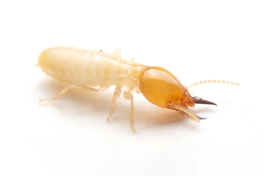 Subterranean Termites Singapore