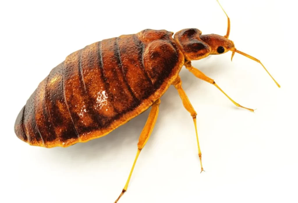 Bed Bug Pest Control