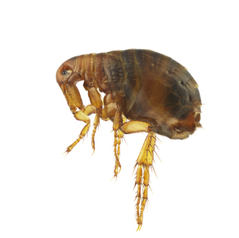 Termite Pest Control Singapore Flea