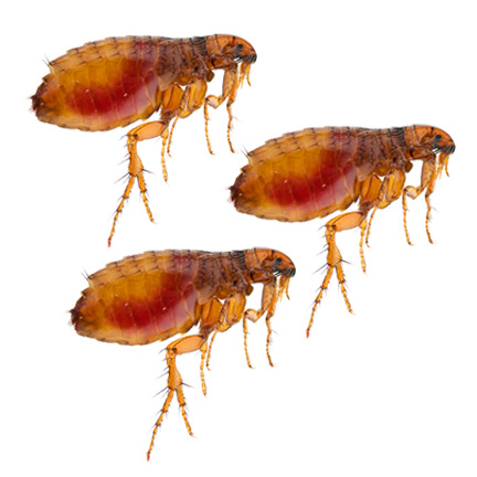 Flea Pest Control Services In Singapore