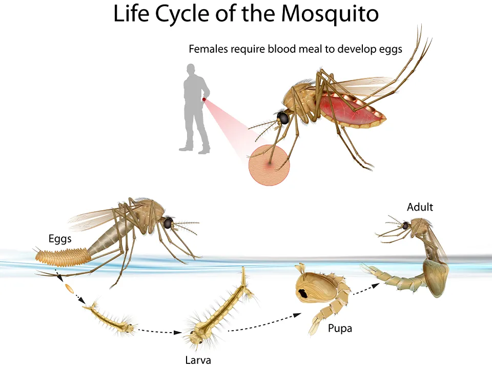 Mosquito Control Singapore