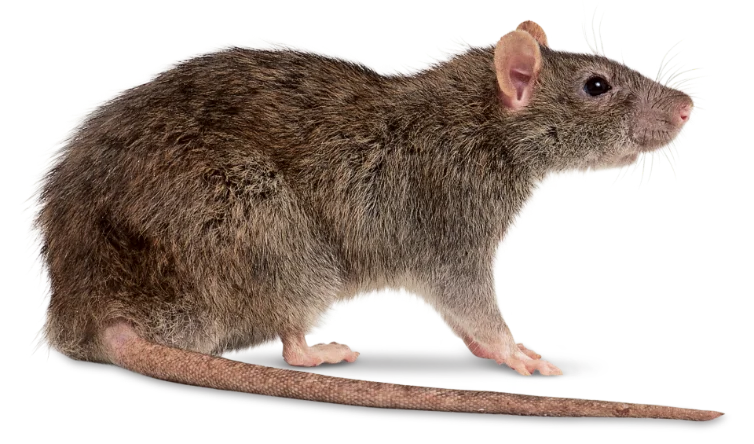 Rat Pest Control Company