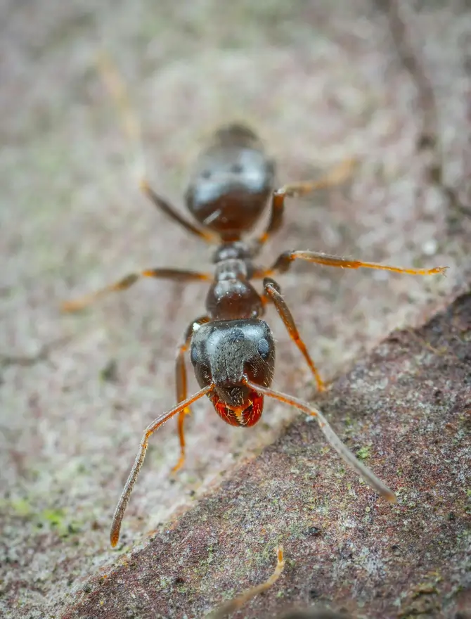 Pest Control For Ants