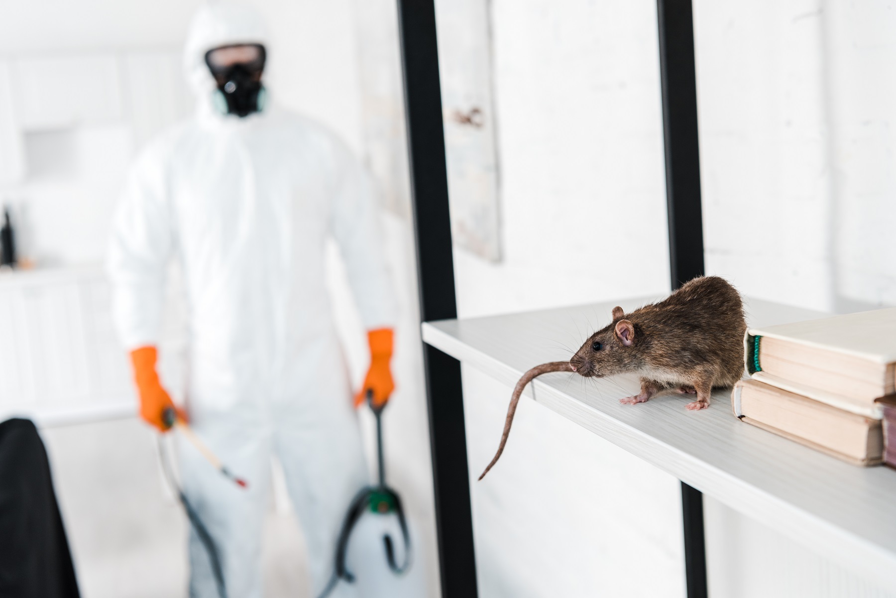 Five Best Ways to Get Rid of Rats in Your House Fast