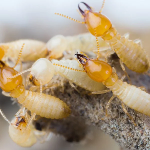 Termite Pest Control Singapore