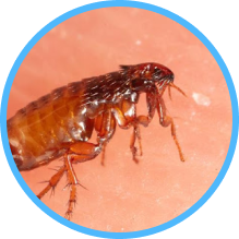 Bedbugs Control Cat Fleas