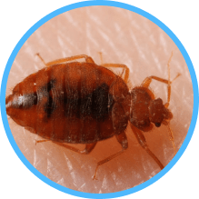 Common Ants Bed Bugs