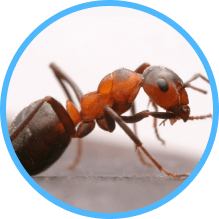 Pest Control Ants