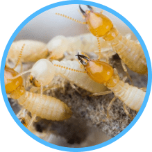 Termite Pest Control In Singapore