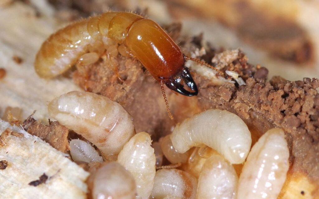 Drywood Termites Singapore