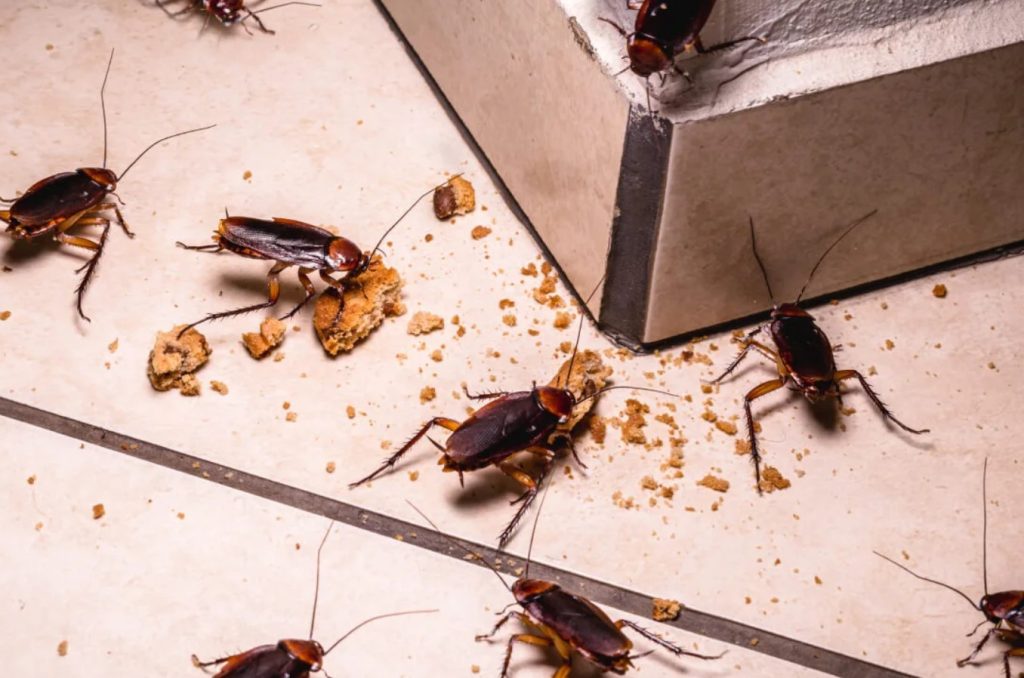 Cockroach Control Singapore