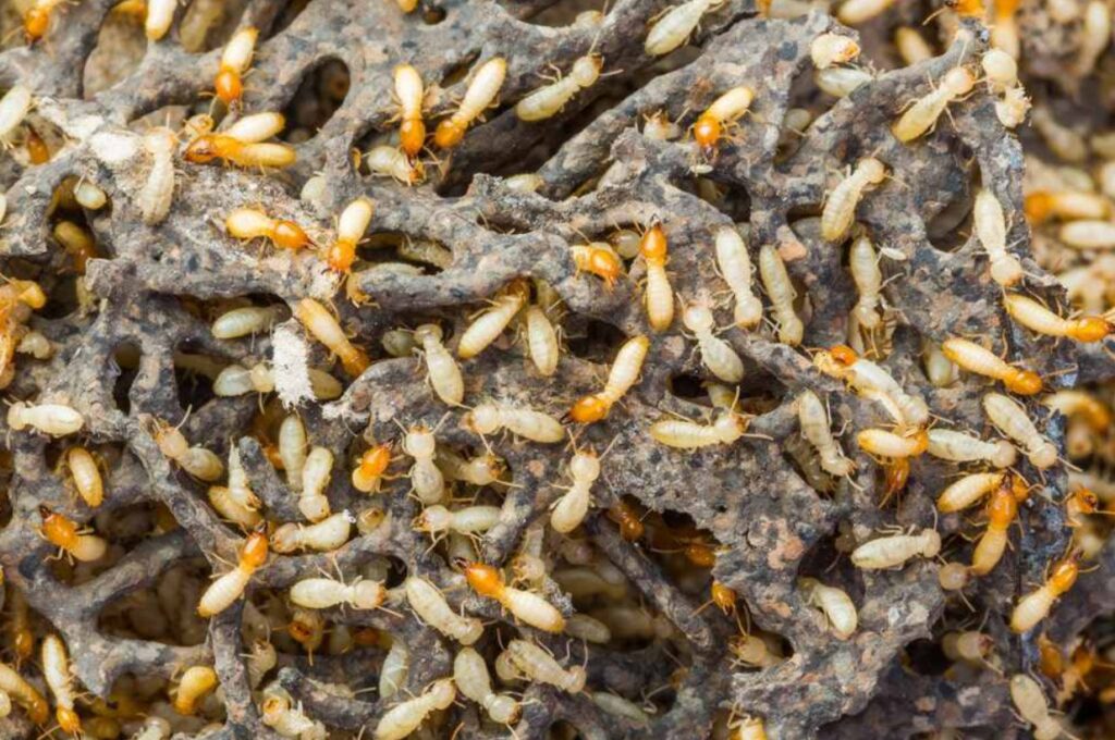 Subterranean Termites