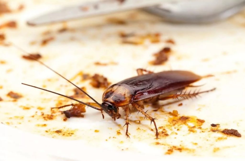 Cockroach Control Singapore