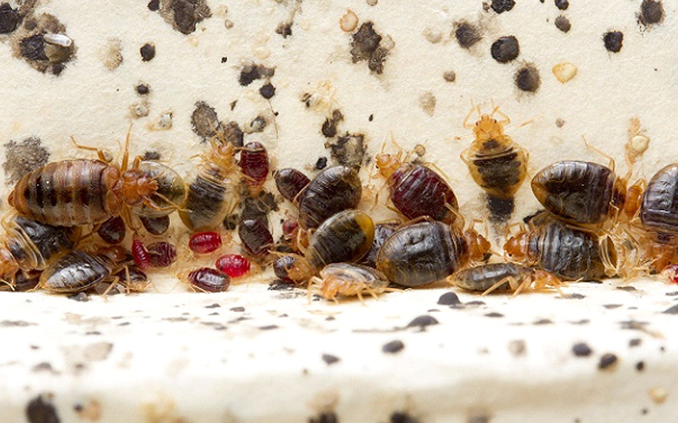 Bedbug Control Singapore