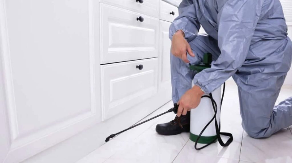 Termite Pest Control Singapore