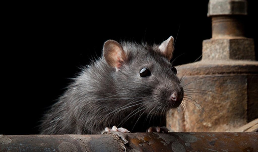 Rats Control Singapore
