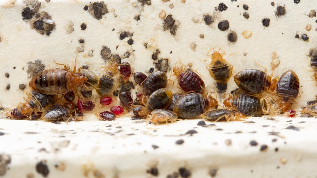 Bed Bug Control Singapore