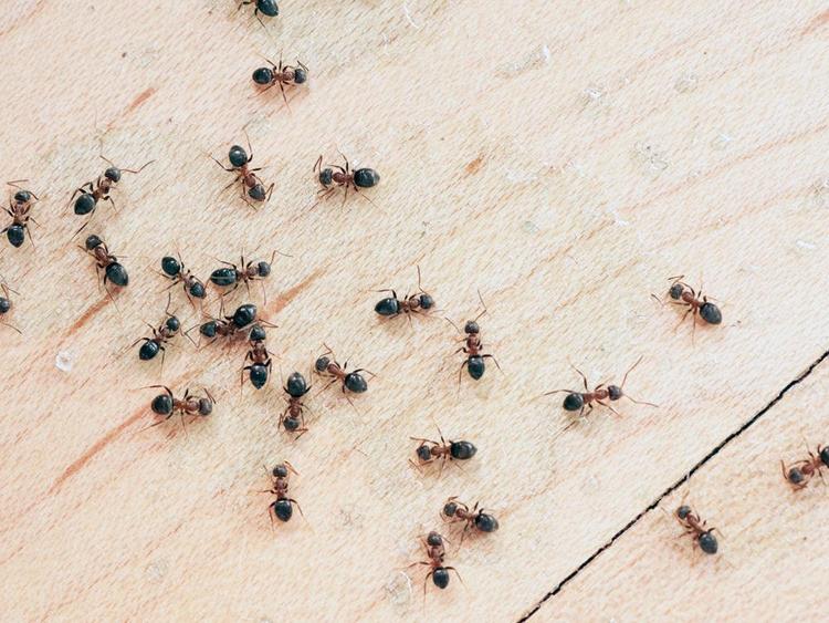 Ants Control Singapore