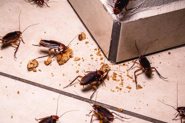 Cockroach Control Singapore