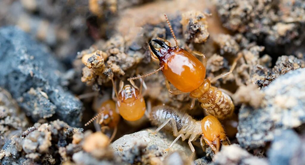 Termites Control Singapore