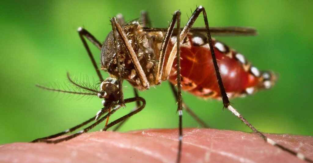 Effective Mosquitoes Control Singapore: Safe & Smart Solutions