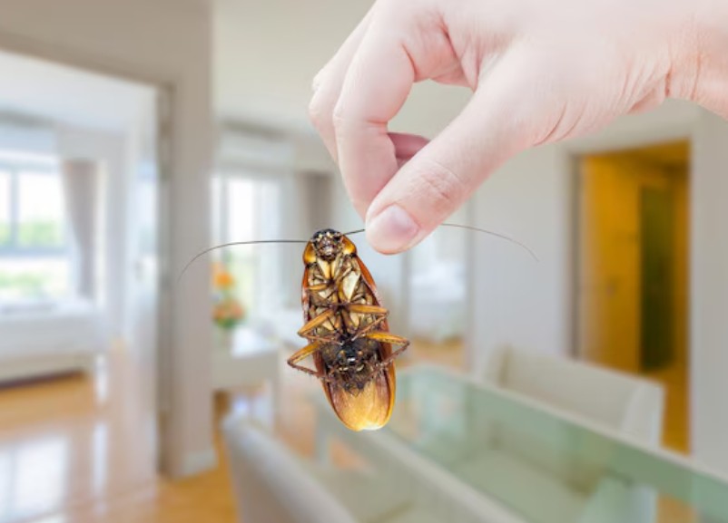Cockroach Control Singapore – The Ultimate Guide To A Pest-Free Home