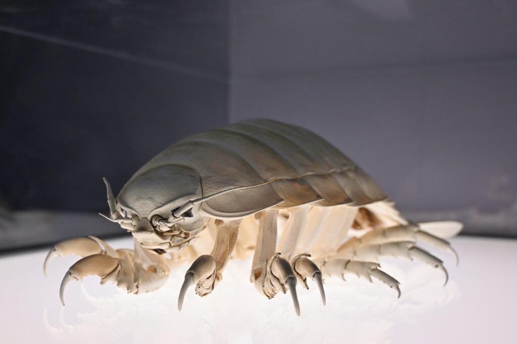 How to Prevent Bed Bug Infestations After Removal in Singapore