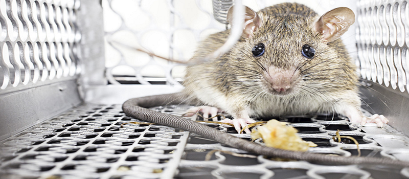 Rats Control Singapore Services