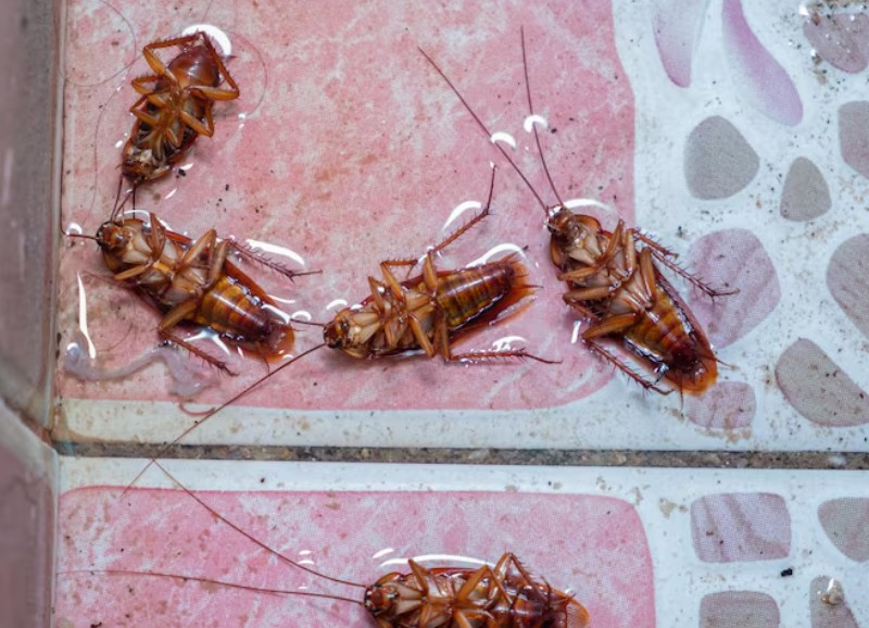 Cockroach Control Singapore