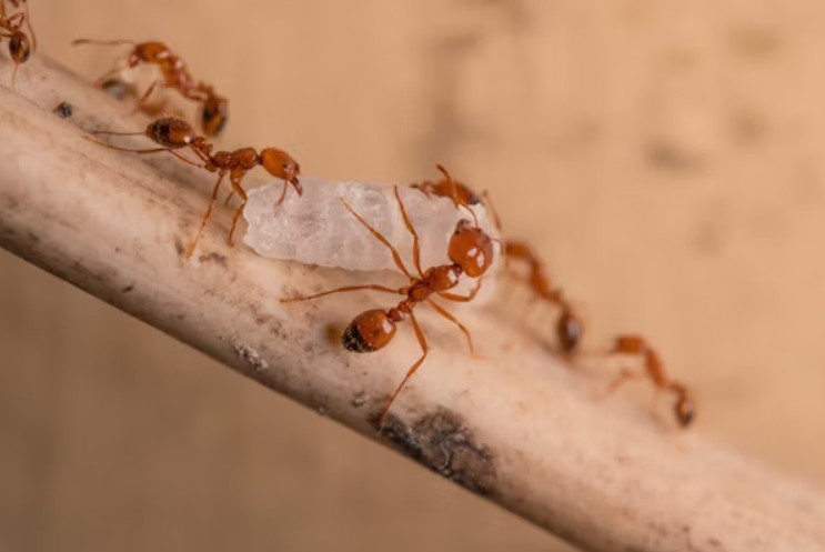 Termites Treatment Singapore