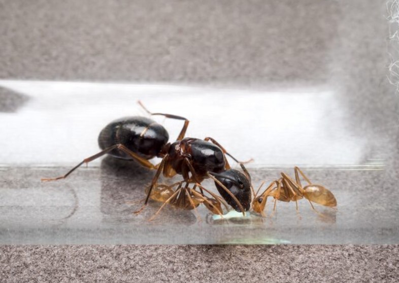 Singapore ant control