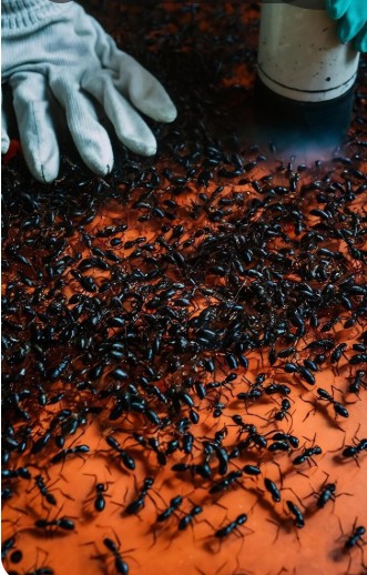 Say Goodbye To Infestations With Ants Control Singapore